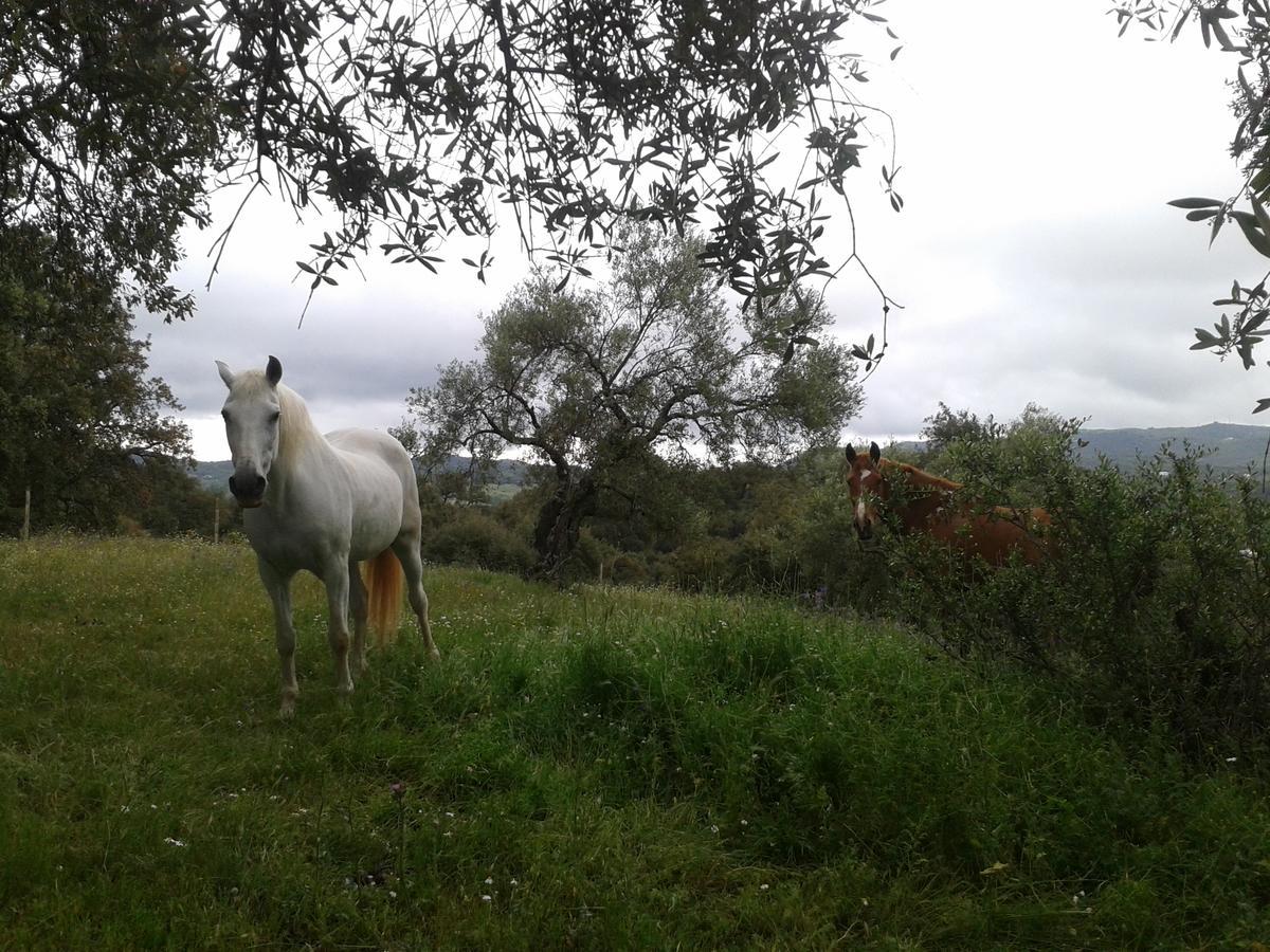 Finca La Carnicera Константина Экстерьер фото